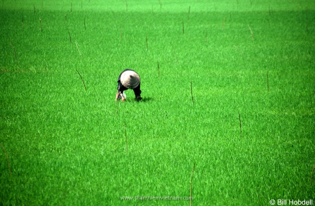 Rice field in Mekong delta -Vietnam